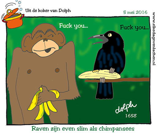 Raaf en chimpansee