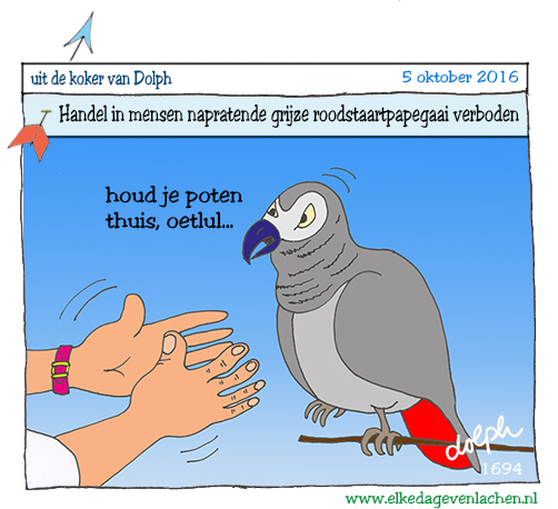 Grijze roodstaartpapegaai