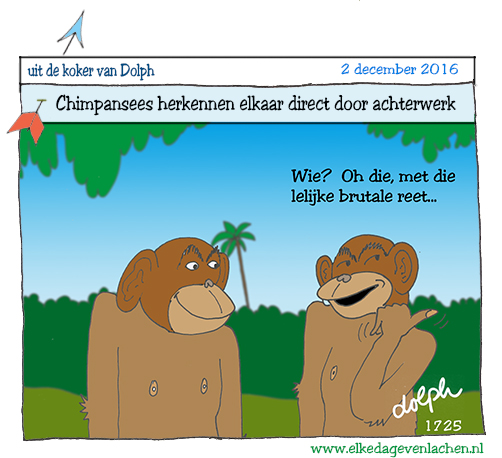 chimpansees brutale reet