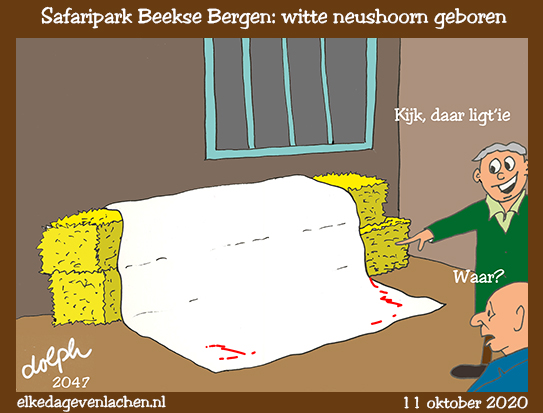 witte neushoorn