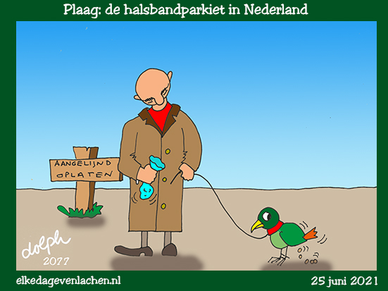 halsbandparkiet
